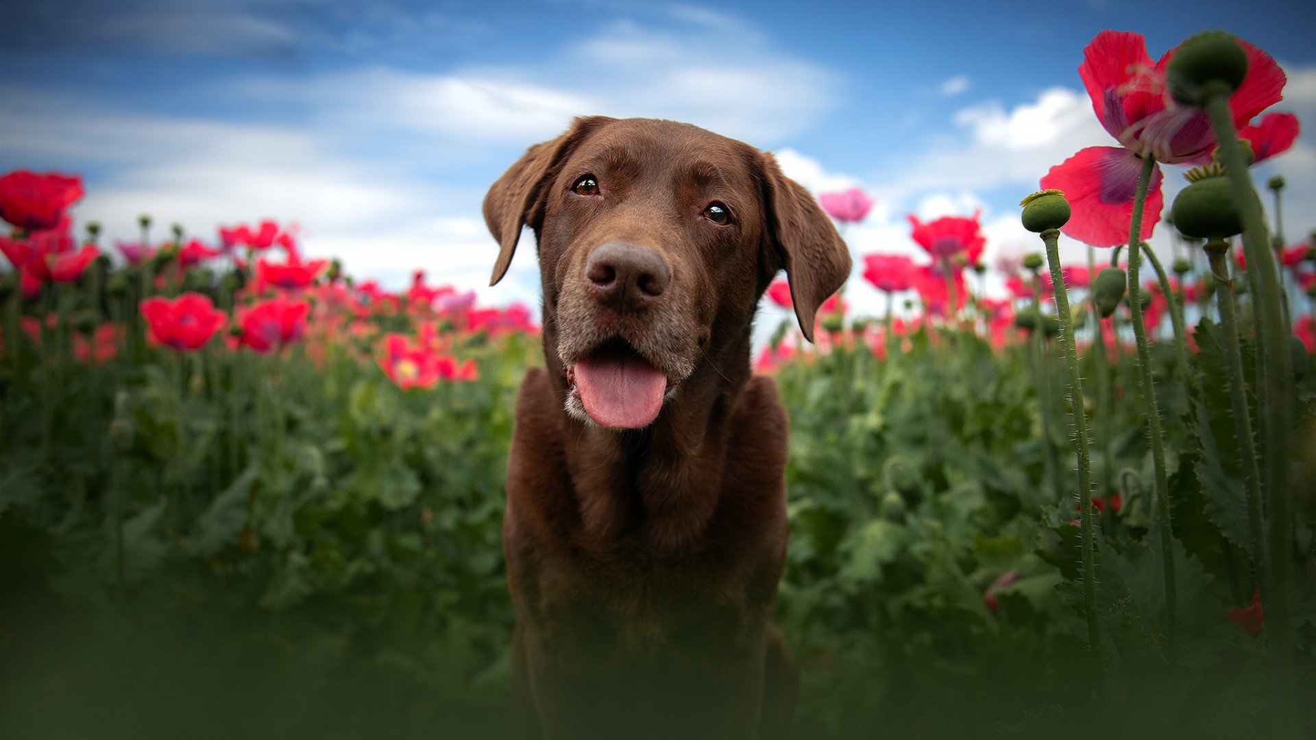 Fonds d'cran Animaux Chiens 