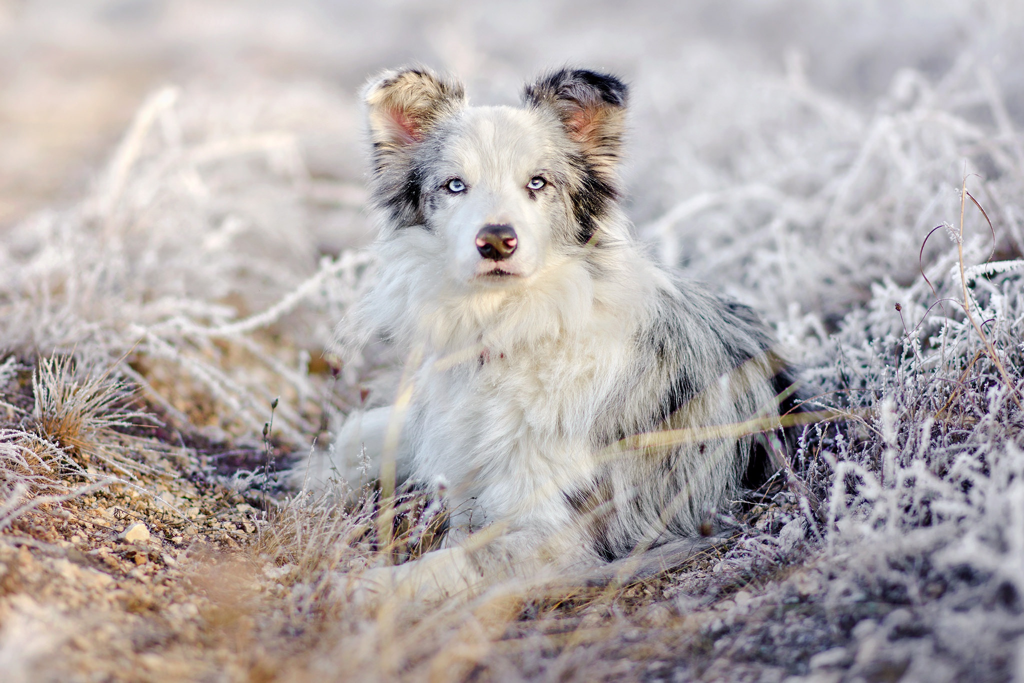 Fonds d'cran Animaux Chiens 