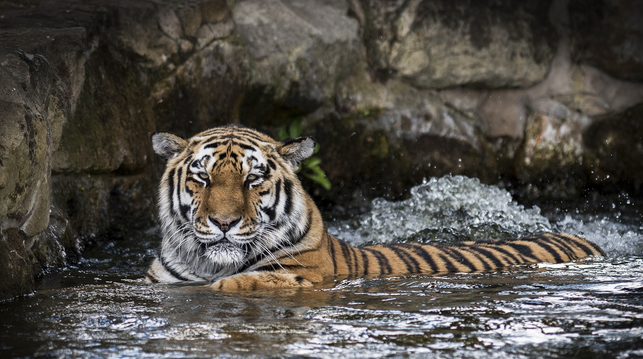 Fonds d'cran Animaux Flins - Tigres 