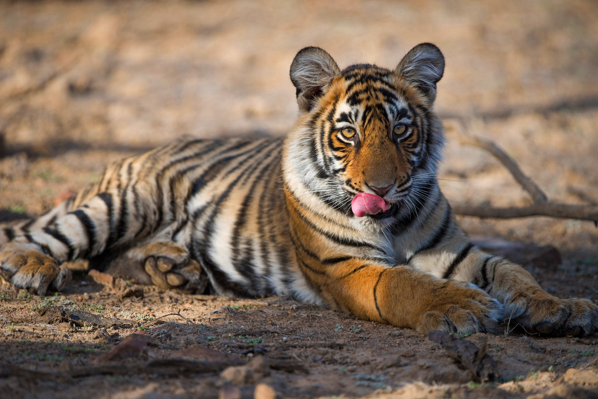 Fonds d'cran Animaux Flins - Tigres 