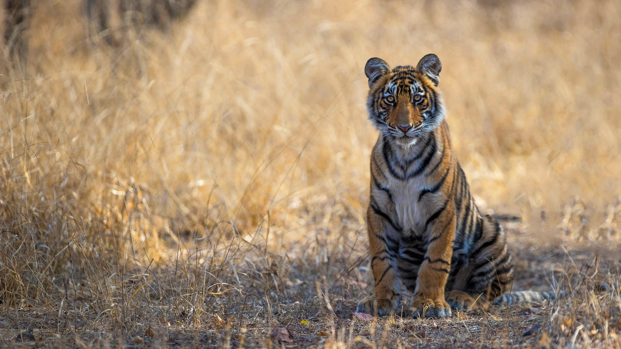 Fonds d'cran Animaux Flins - Tigres 