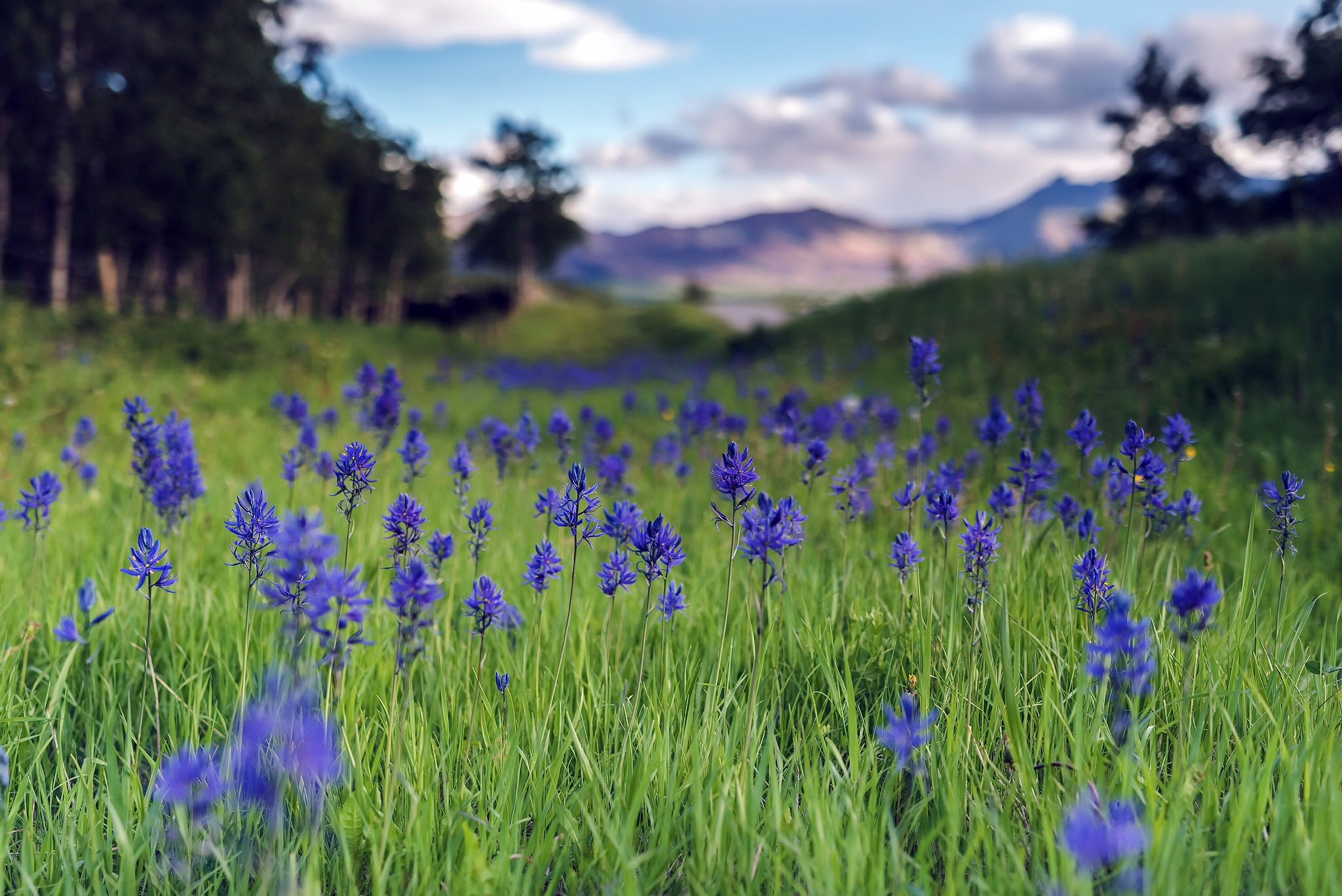 Fonds d'cran Nature Fleurs 