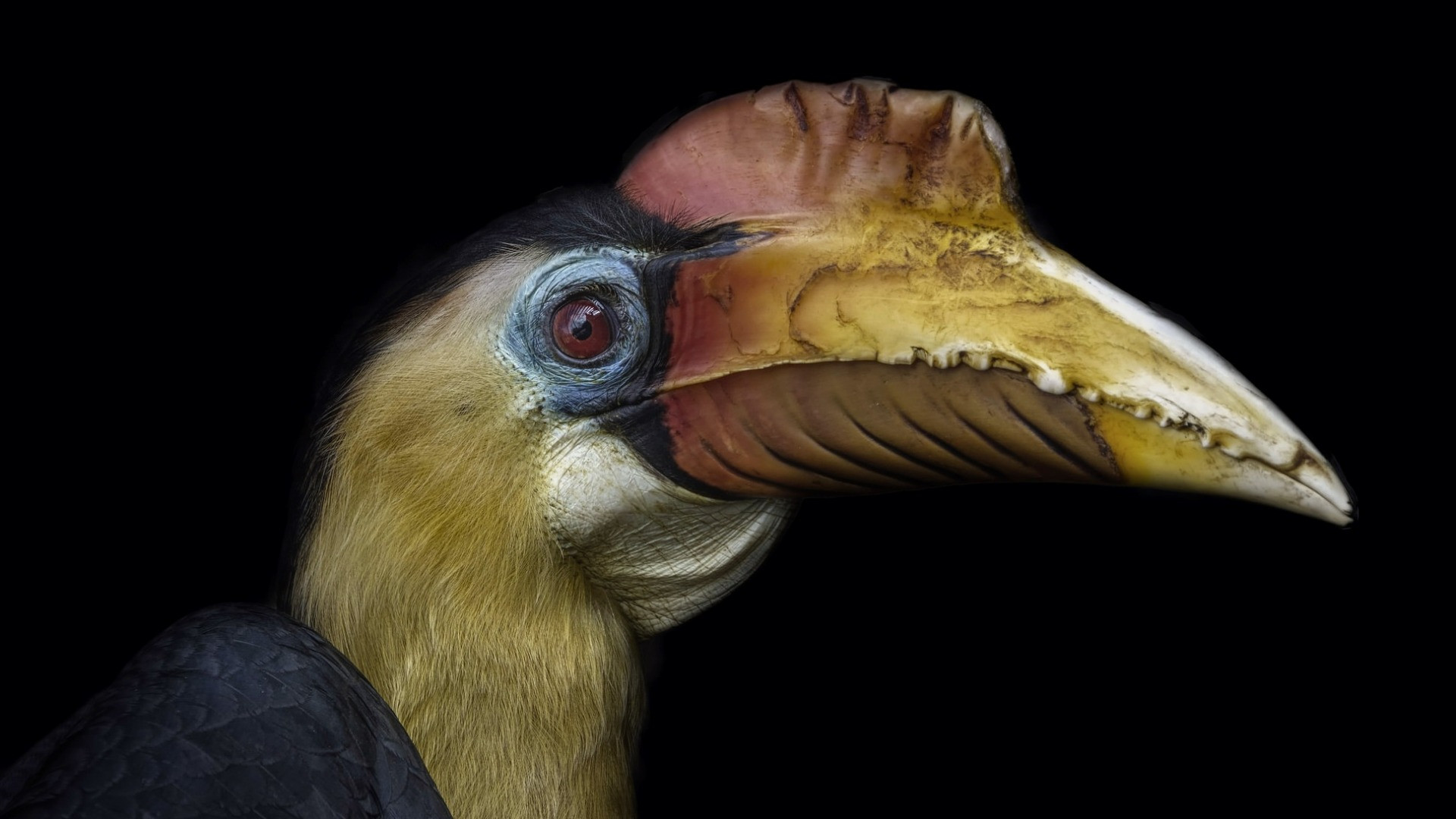 Fonds d'cran Animaux Oiseaux - Toucans 