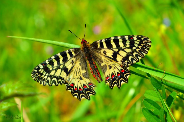 Wallpapers Animals Insects - Butterflies Wallpaper N465803