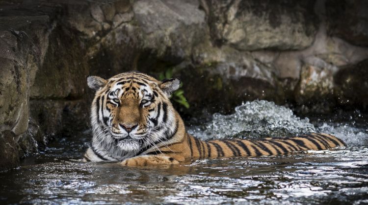 Fonds d'cran Animaux Flins - Tigres Wallpaper N465831