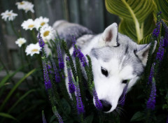 Fonds d'cran Animaux Image sans titre N465821