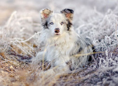 Fonds d'cran Animaux Image sans titre N465823