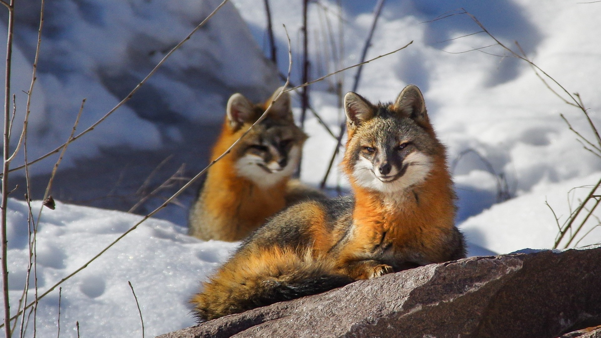 Fonds d'cran Animaux Renards 