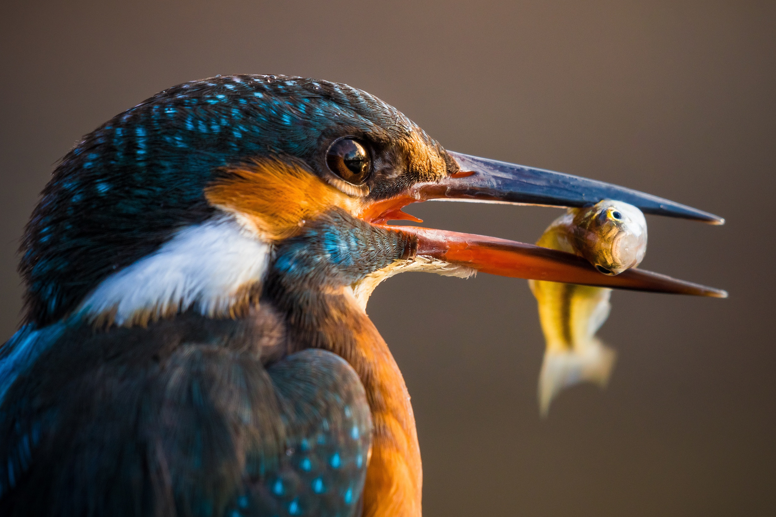 Fonds d'cran Animaux Oiseaux - Martins-pcheurs 