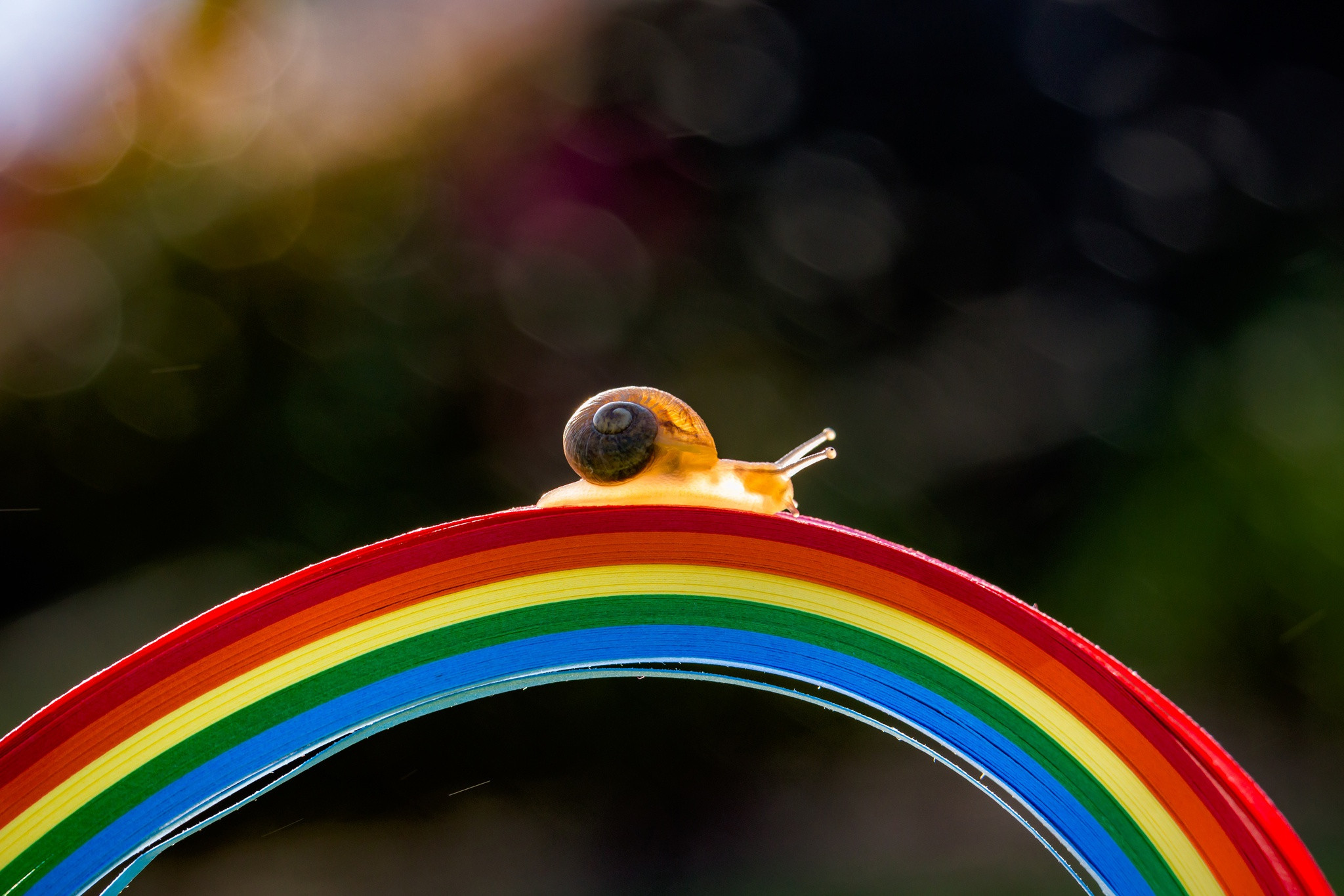 Fonds d'cran Animaux Escargots - Limaces 