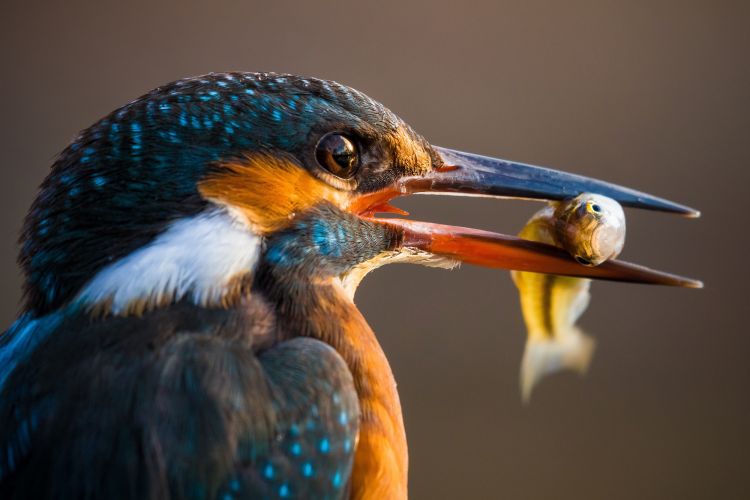 Fonds d'cran Animaux Oiseaux - Martins-pcheurs Wallpaper N465766