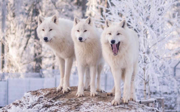 Fonds d'cran Animaux Loups Wallpaper N465771