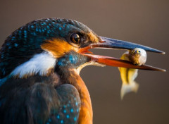 Fonds d'cran Animaux Image sans titre N465766