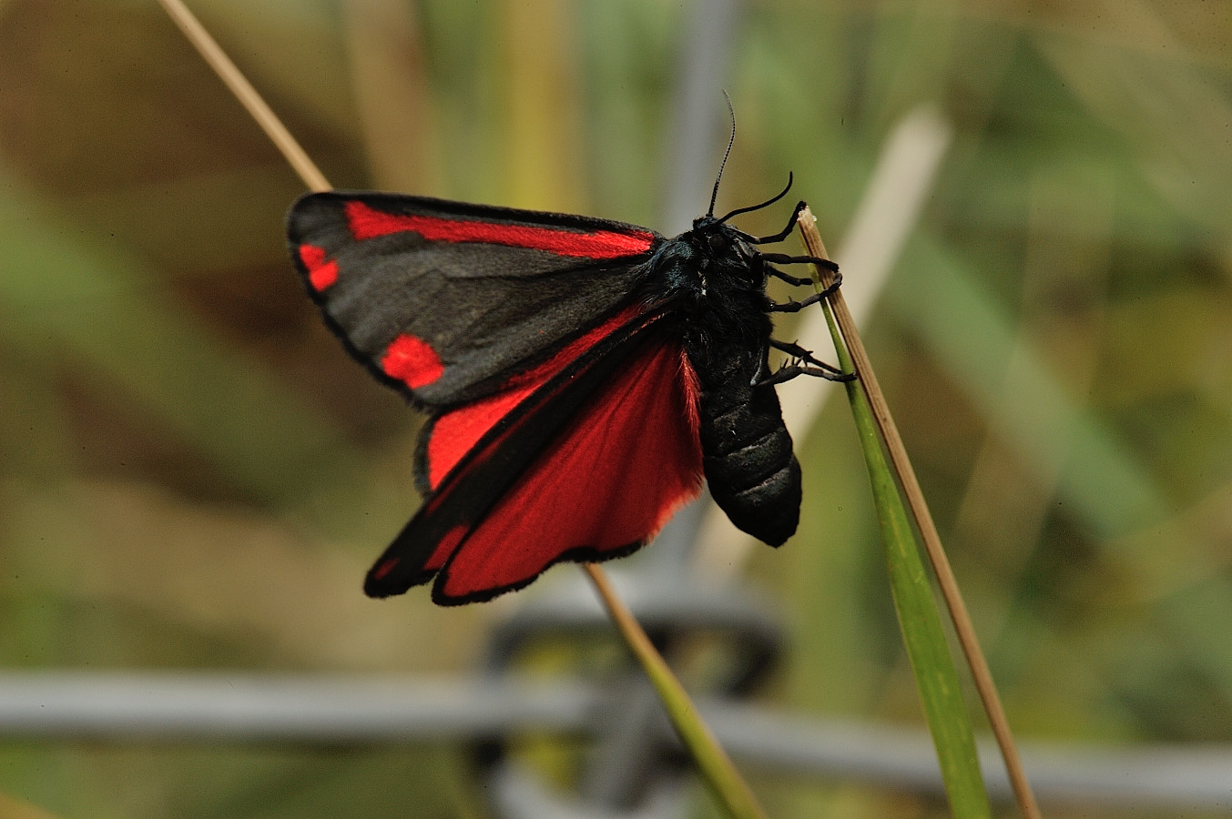 Fonds d'cran Animaux Insectes - Papillons Goutte de sang