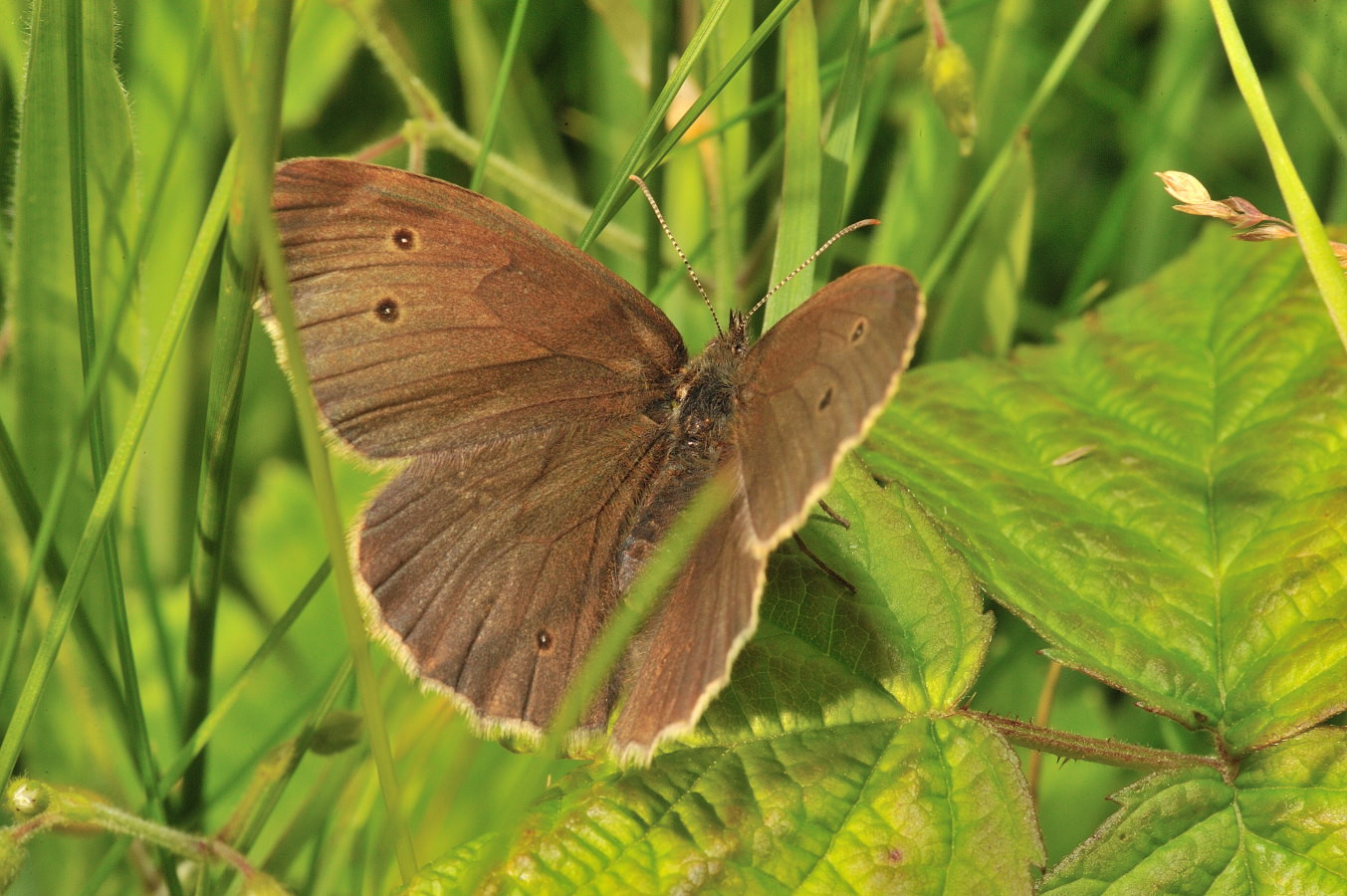 Fonds d'cran Animaux Insectes - Papillons Tristan