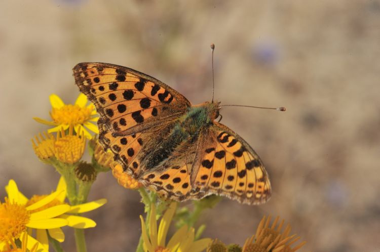 Fonds d'cran Animaux Insectes - Papillons Petit nacré