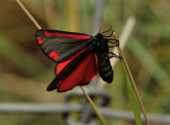  Animaux Goutte de sang