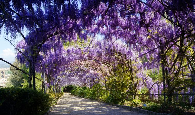 Fonds d'cran Voyages : Europe Italie Giardino di Bardini