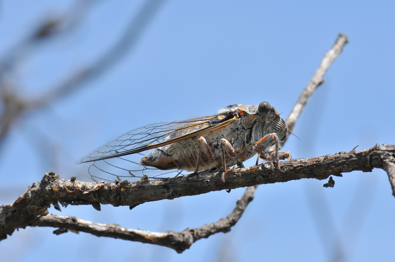 Fonds d'cran Animaux Insectes - Cigales Cigale