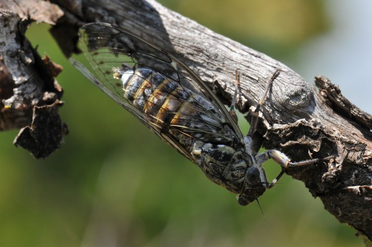 Wallpapers Animals Insects - Cicadas Cigale