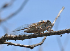  Animaux Cigale