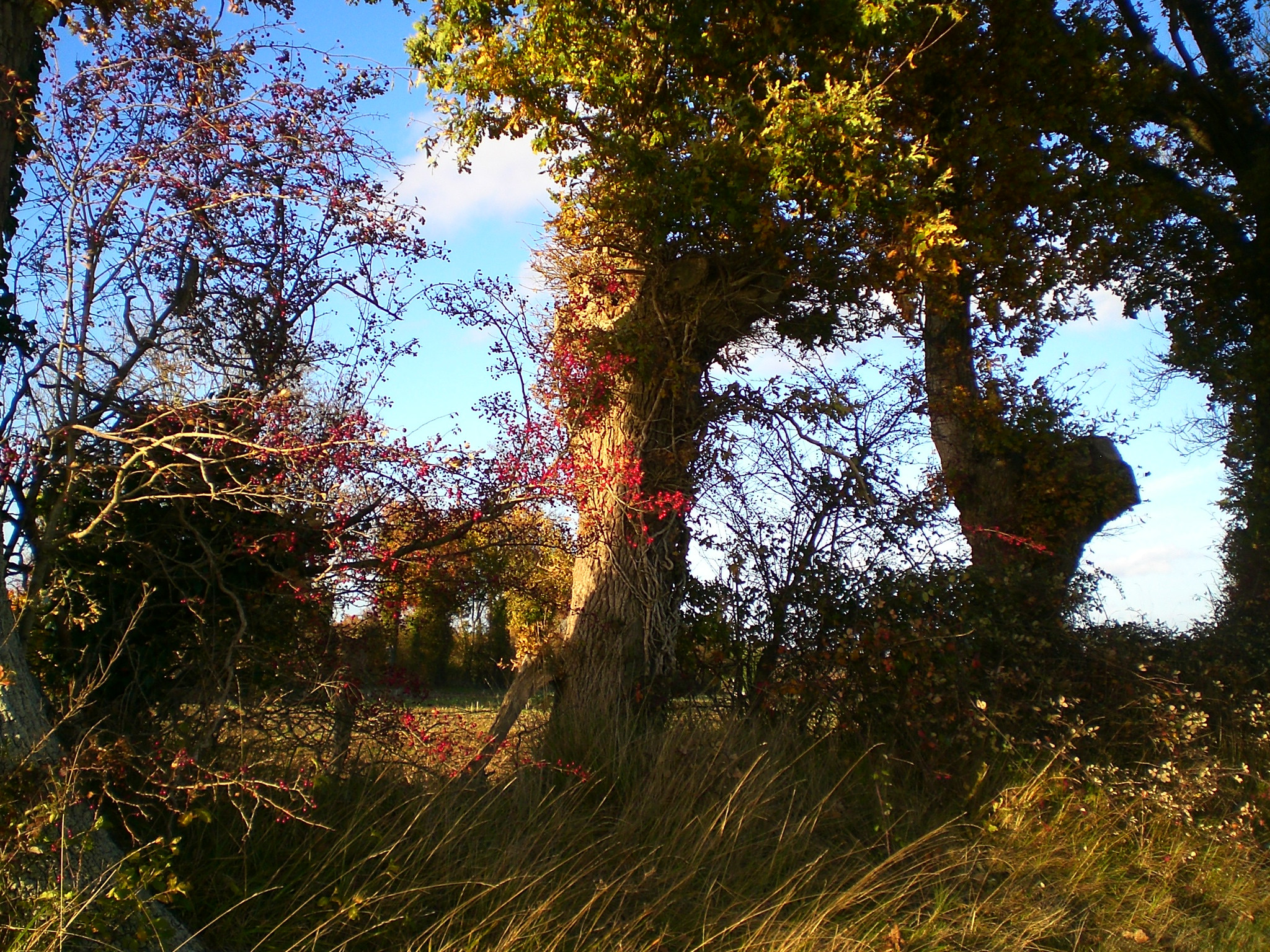 Fonds d'cran Nature Arbres - Forts Arbres épines rouges