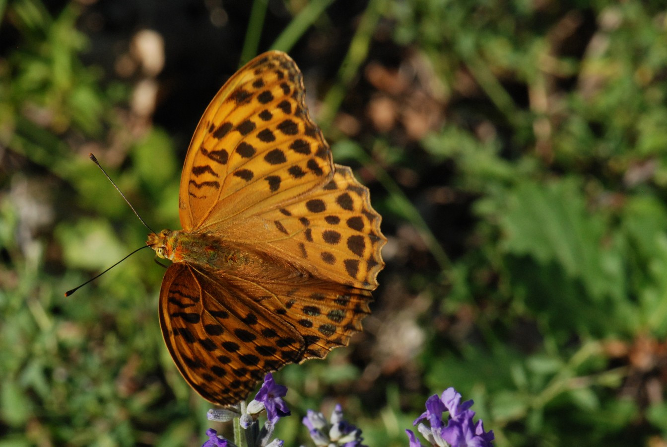 Wallpapers Animals Insects - Butterflies Tabac d'Espagne