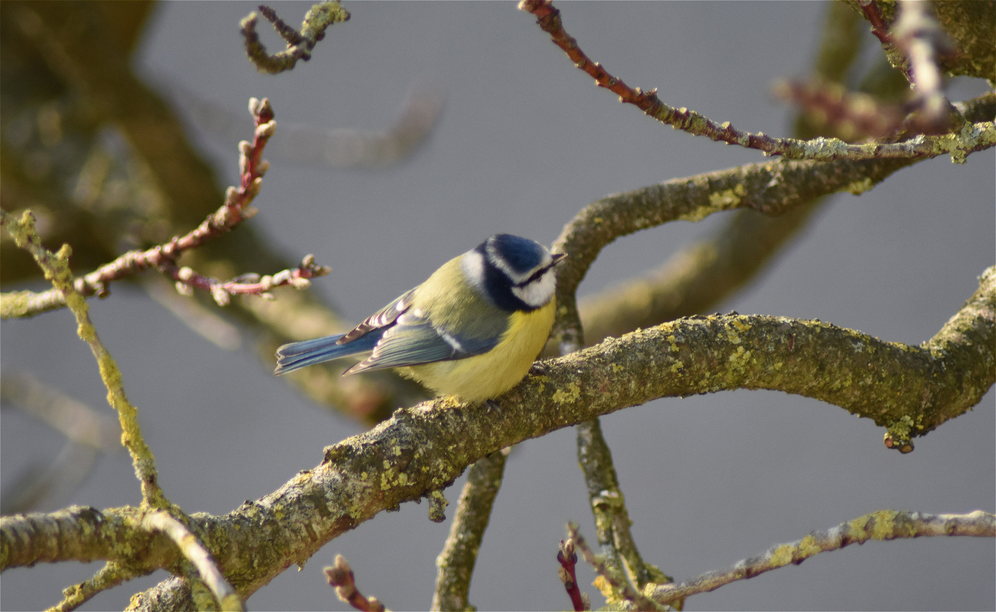 Wallpapers Animals Birds - Chickadees 