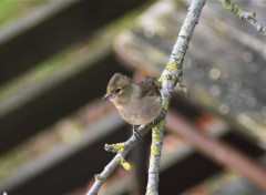  Animaux Image sans titre N466716