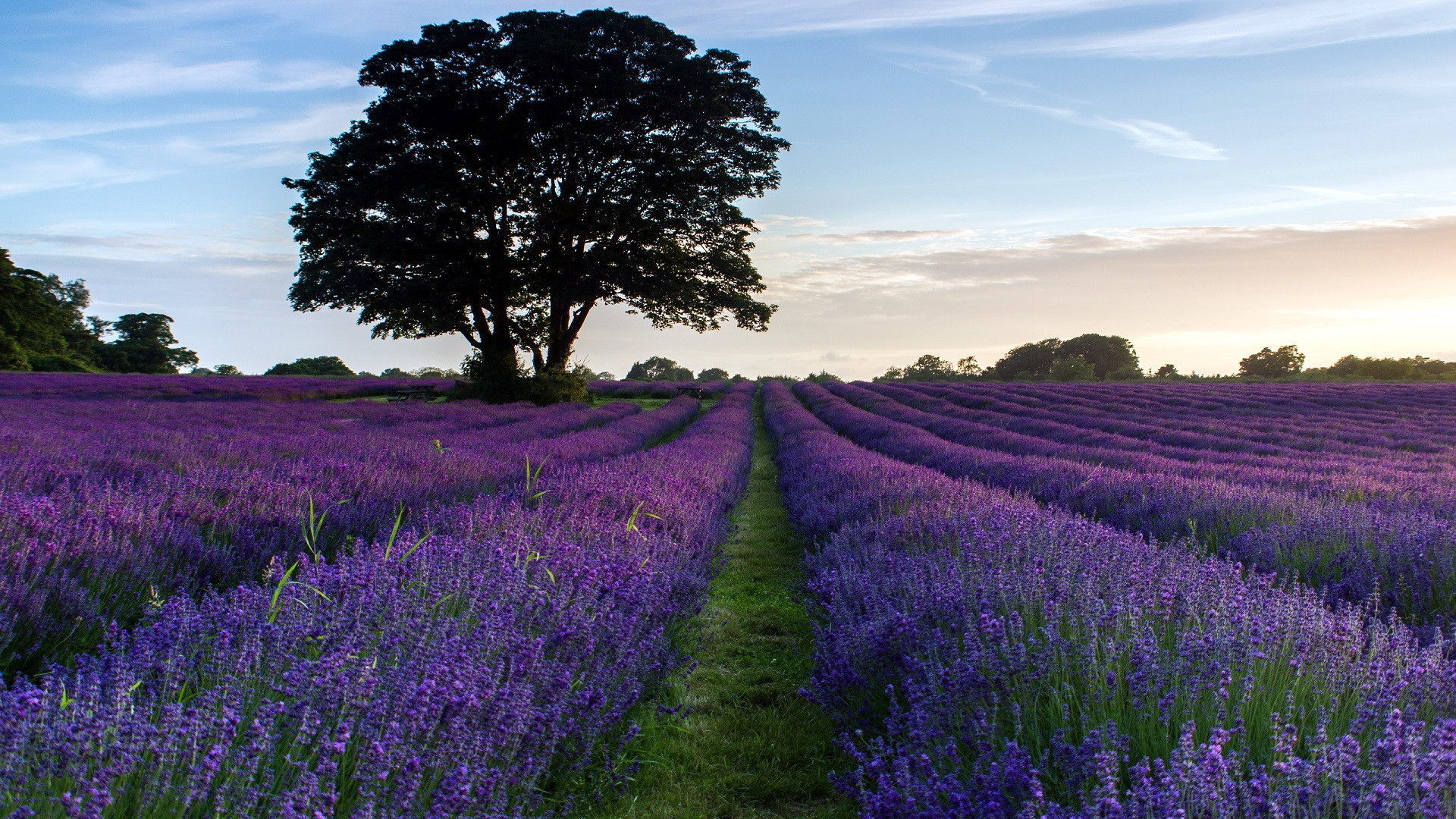 Wallpapers Nature Fields Champs de lavande