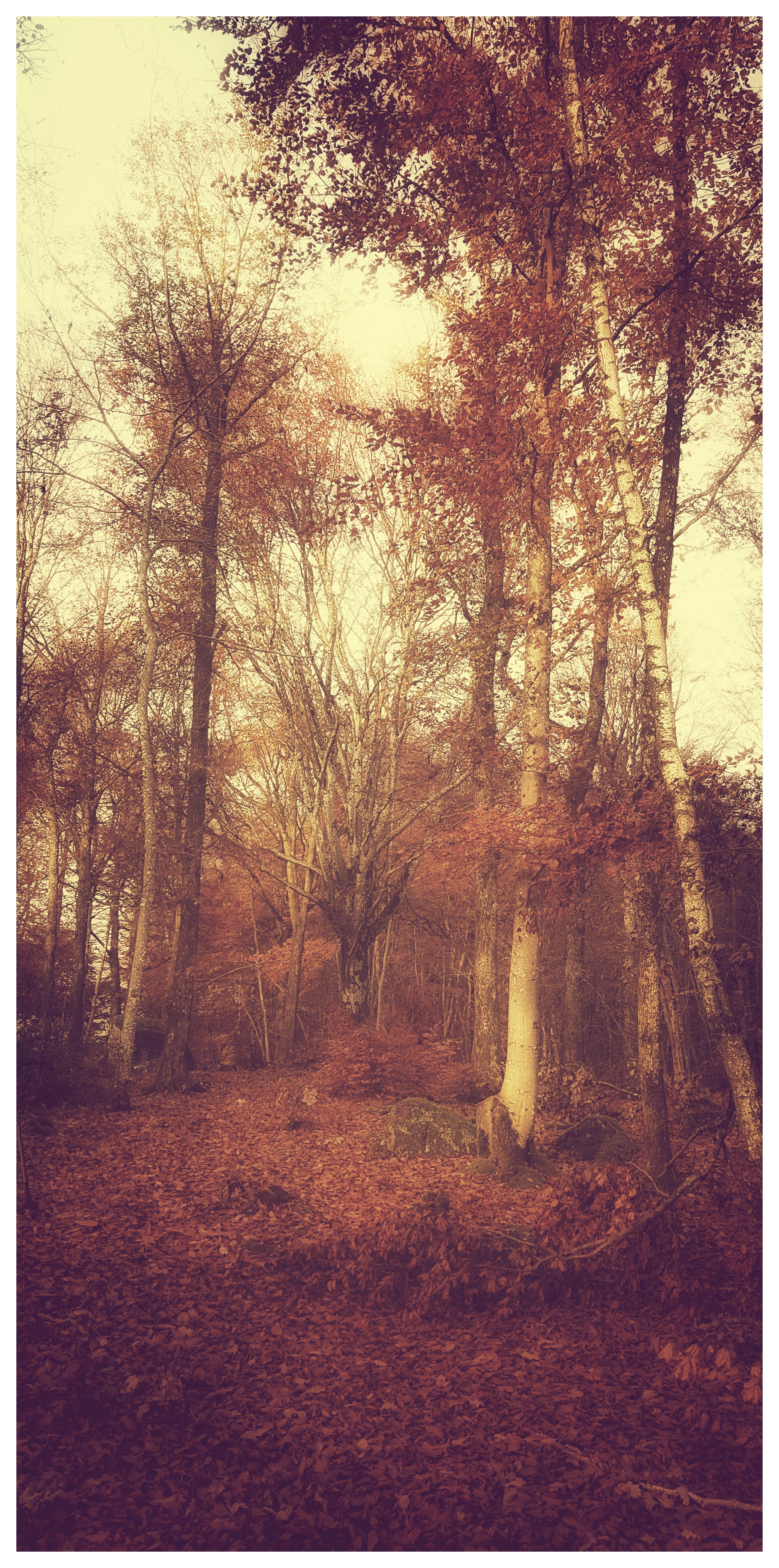 Fonds d'cran Nature Arbres - Forts 