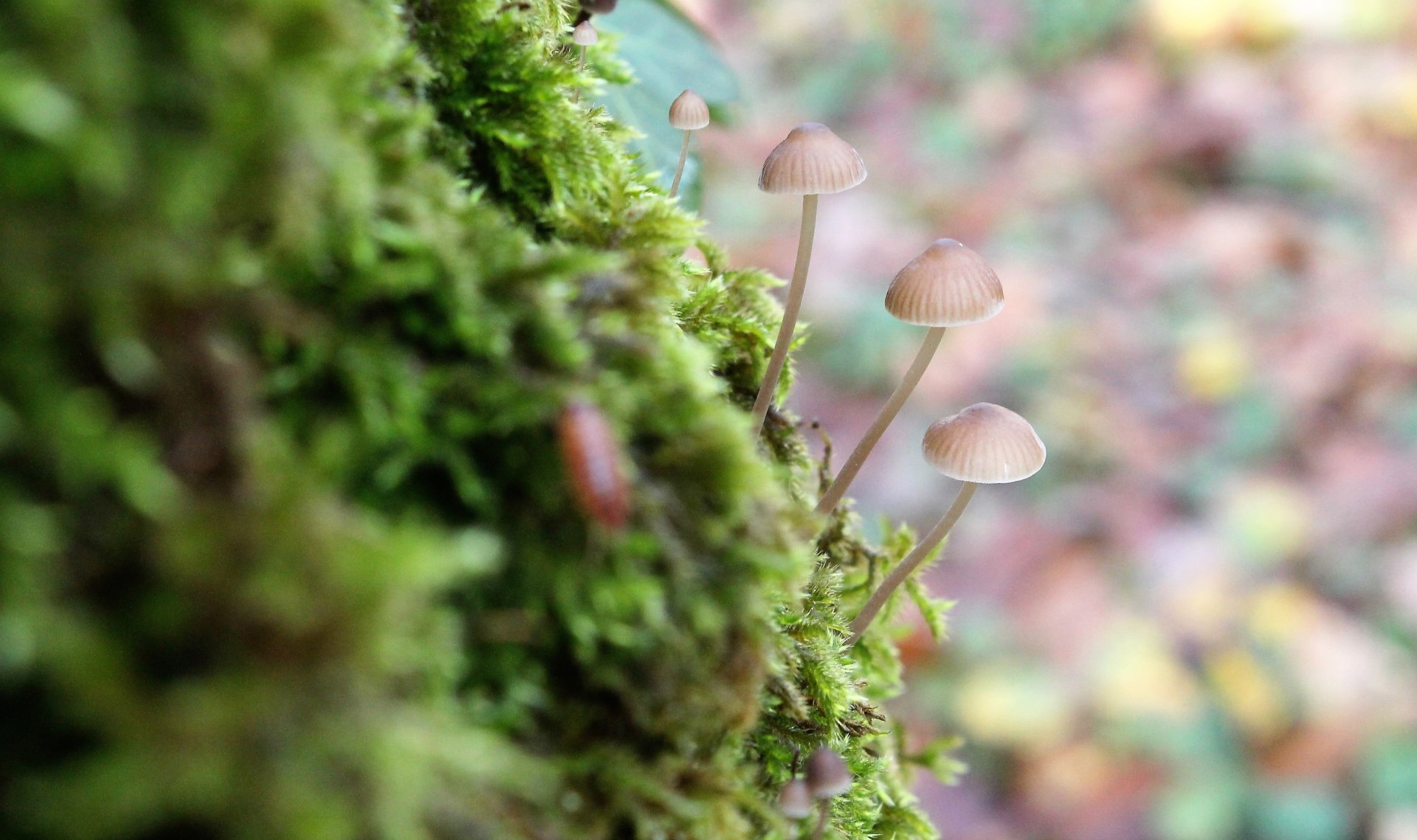 Wallpapers Nature Mushrooms 