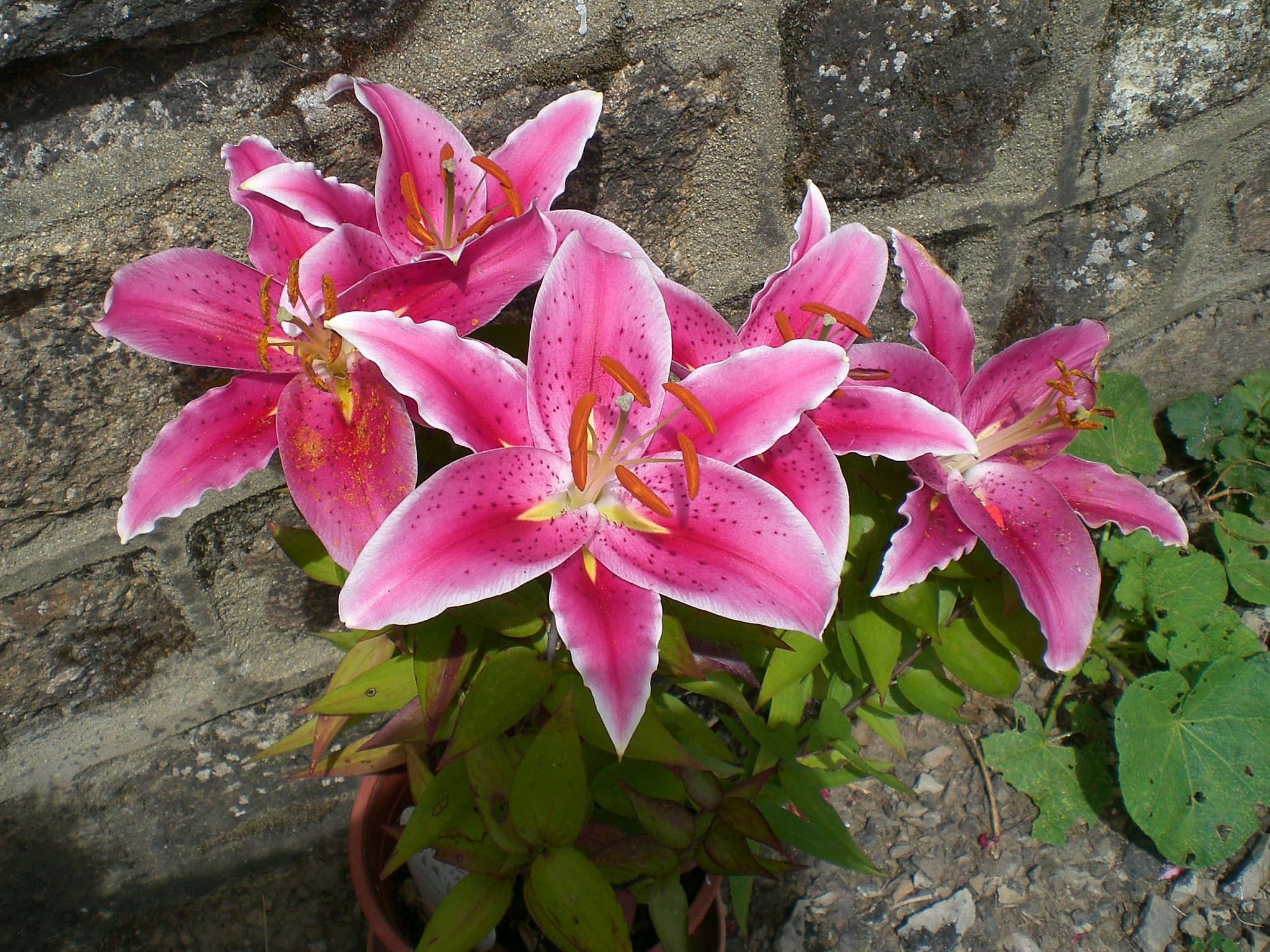 Wallpapers Nature Flowers Lys en fleurs