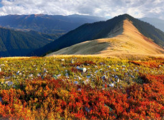  Nature Montagne fleurie