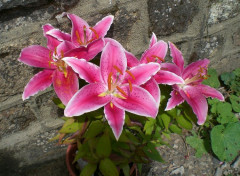  Nature Lys en fleurs