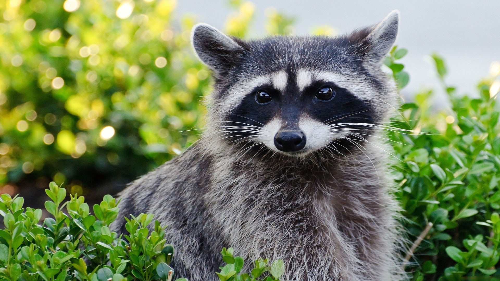 Fonds d'cran Animaux Ratons Laveurs Raton laveur