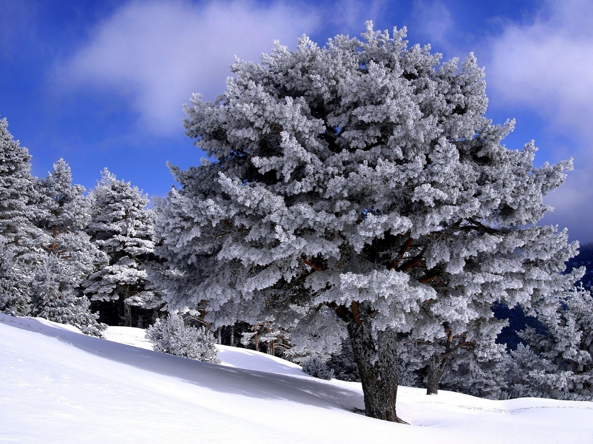 Fonds d'cran Nature Arbres - Forts Arbre enneigé