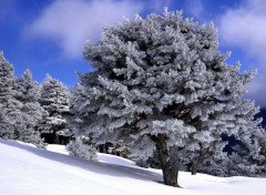  Nature Arbre enneigé