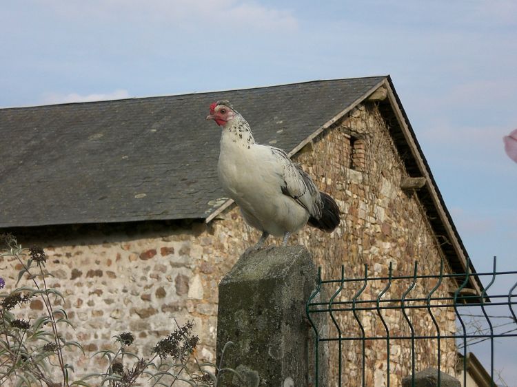 Fonds d'cran Animaux Oiseaux - Poules et Coqs Poulette