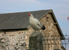  Animaux Poulette