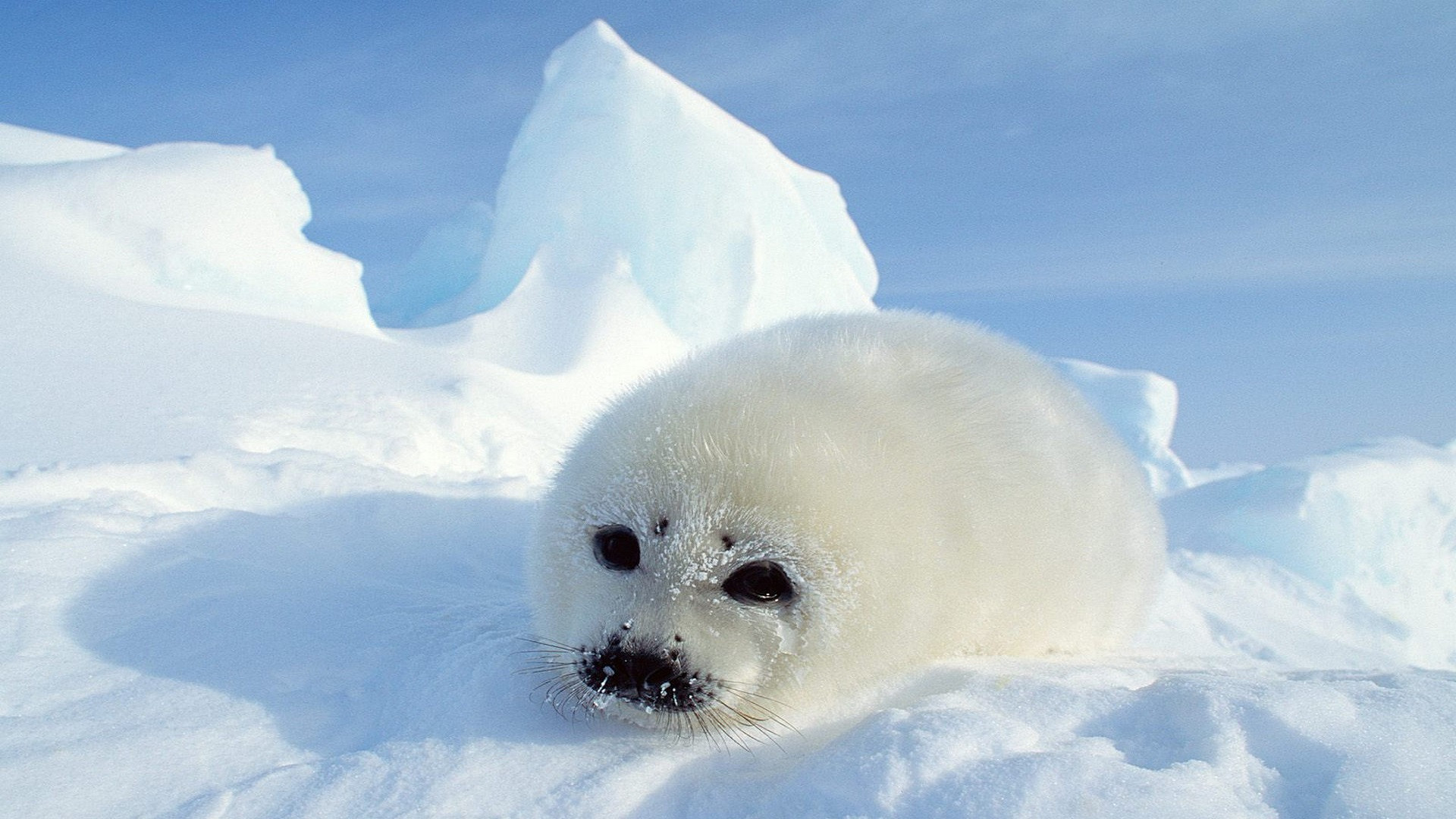 Fonds d'cran Animaux Vie marine - Phoques Phoque