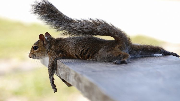 Fonds d'cran Animaux Rongeurs - Ecureuils Epuis !