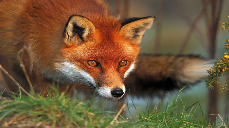 Fonds d'cran Animaux Renards Renard roux