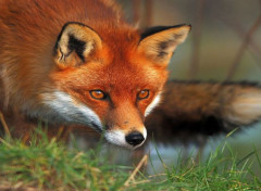 Fonds d'cran Animaux Renard roux