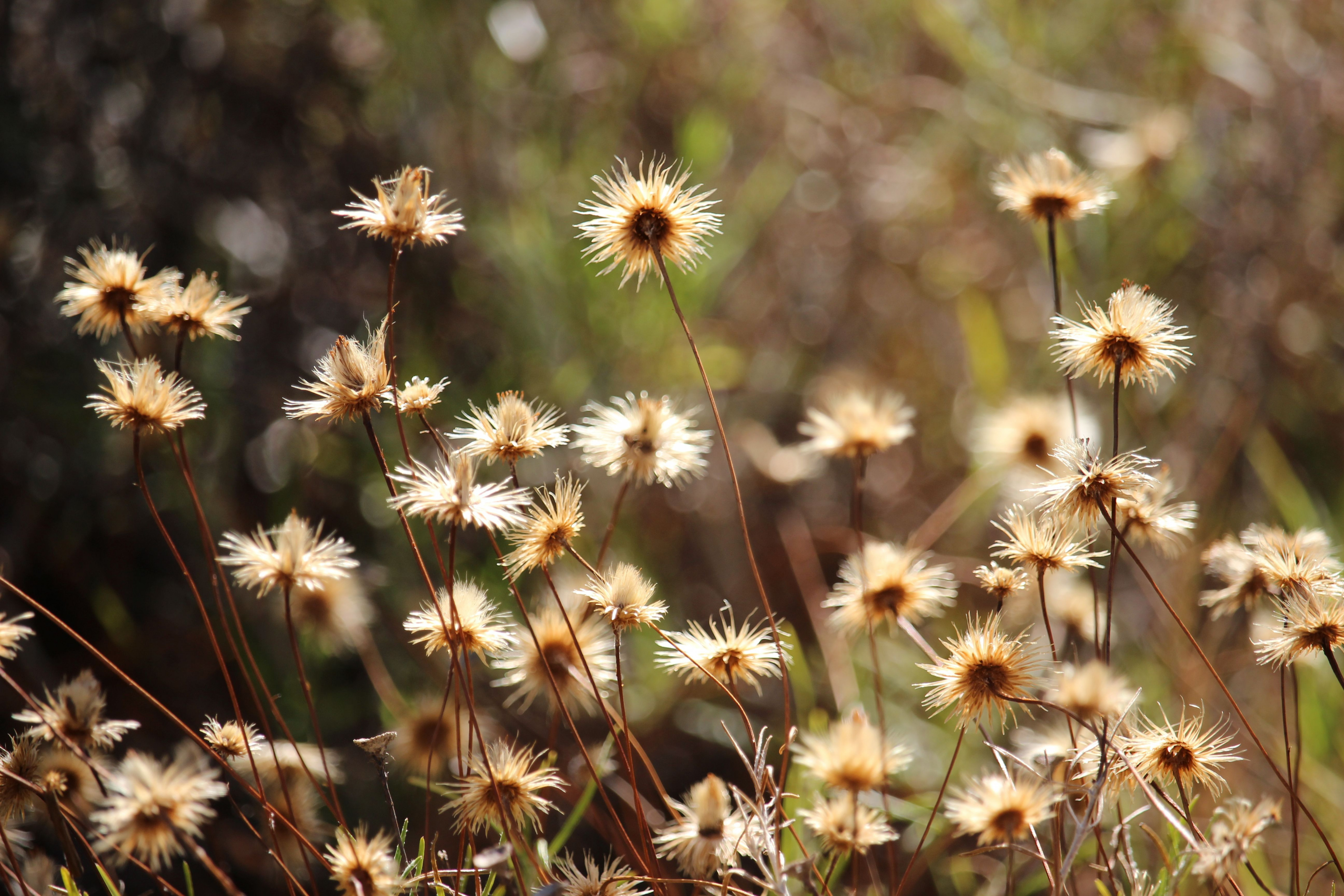 Wallpapers Nature Flowers 