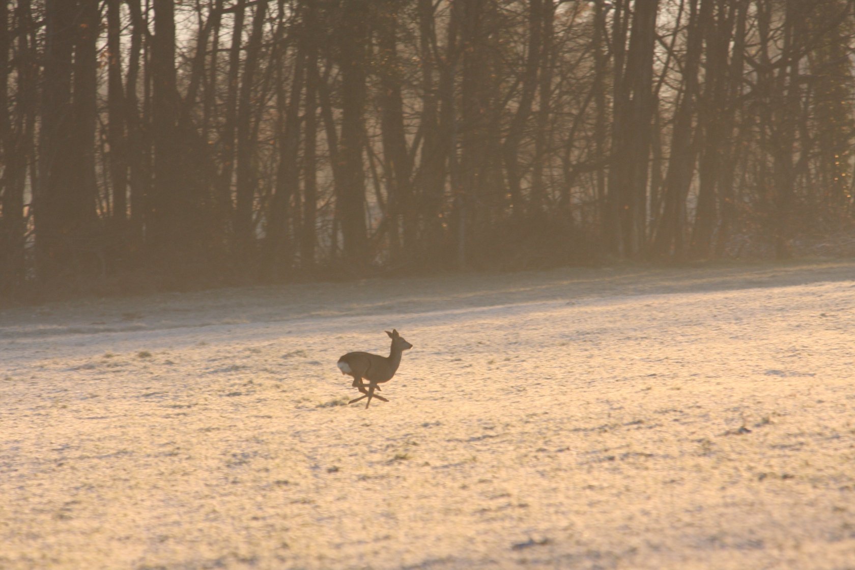 Wallpapers Animals Cervids 