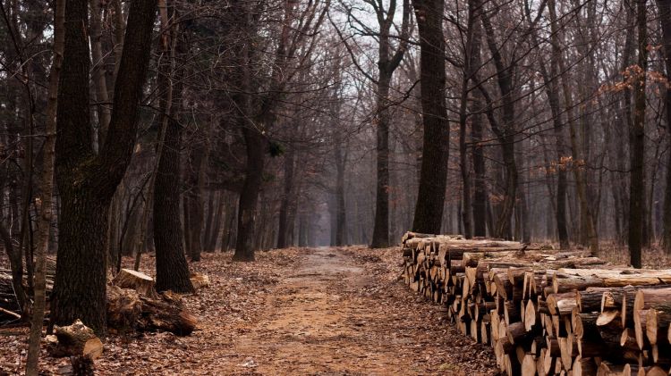 Fonds d'cran Nature Arbres - Forts En attendant l'hiver