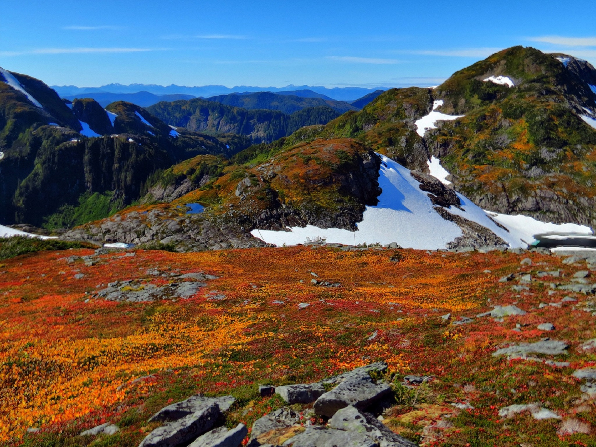 Fonds d'cran Nature Montagnes Montagne fleurs & neige