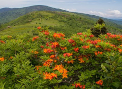 Fonds d'cran Nature Montagne fleurie