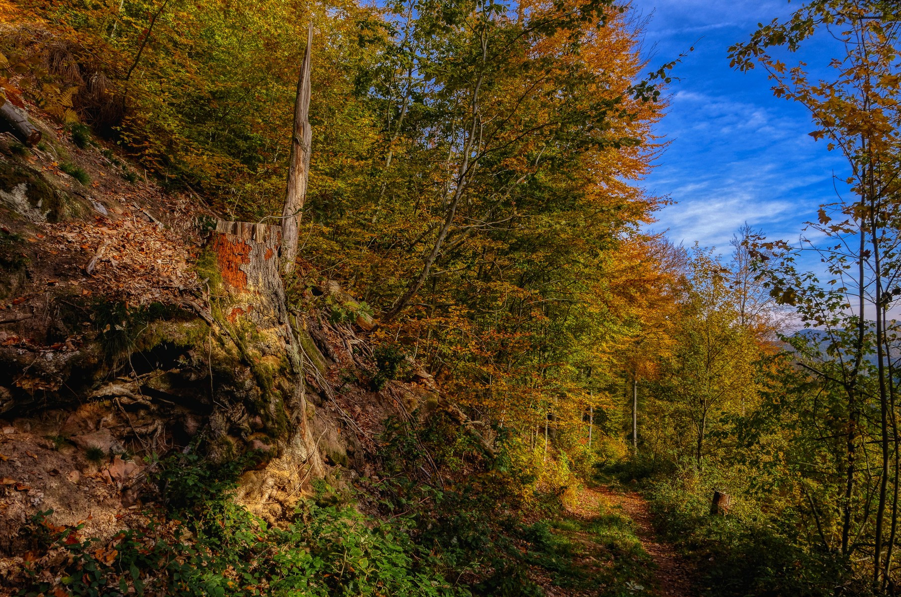 Wallpapers Nature Trees - Forests Vosges du Nord